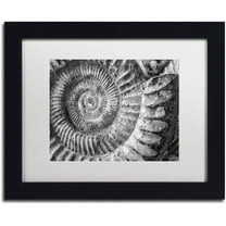 Trademark Fine Art "Amonita 1" Canvas Art by Moises Levy White Matte, Black Frame