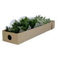 thumbnail image 4 of Israeli Ruscus 100 Stems of 50 cm Fresh Cut Greenery Green Filler Farm Direct by Bloomingmore, 4 of 7