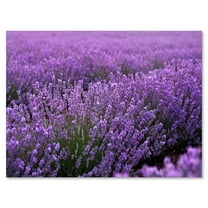 Designart ' Blooming Purple Lavender Meadow ' Farmhouse Canvas Wall Art Print