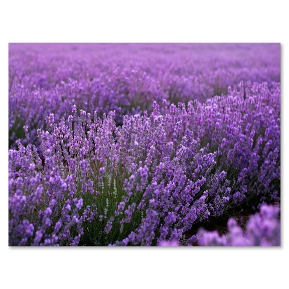 Designart ' Blooming Purple Lavender Meadow ' Farmhouse Canvas Wall Art Print