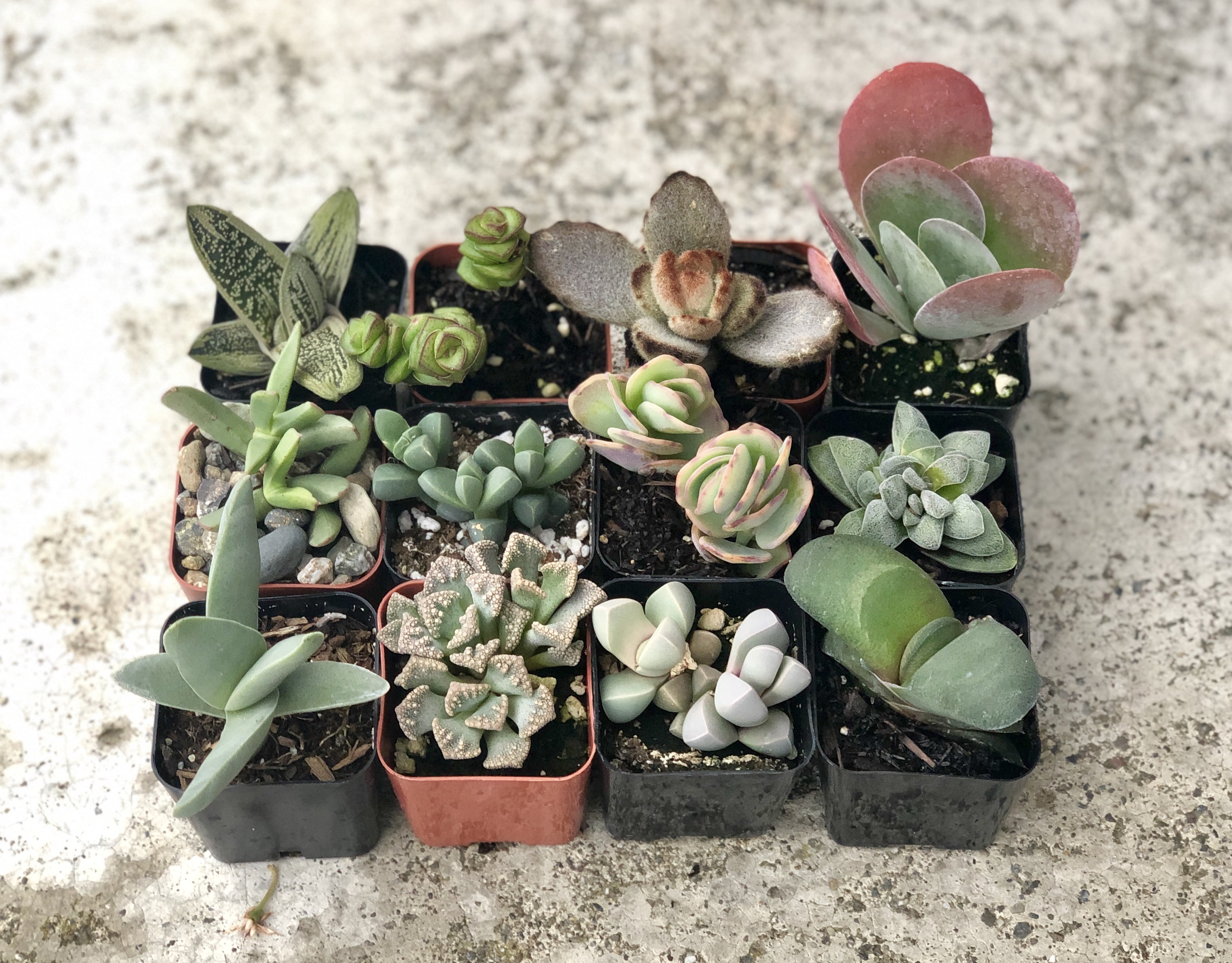 2 inch Collection Of 12 Fully Rooted Unique Rare Succulent Plants