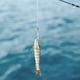 thumbnail image 1 of Señuelo De Pesca, Eminente Fundamental Ser De Criticidad Necesario Para Interior, 1 of 7