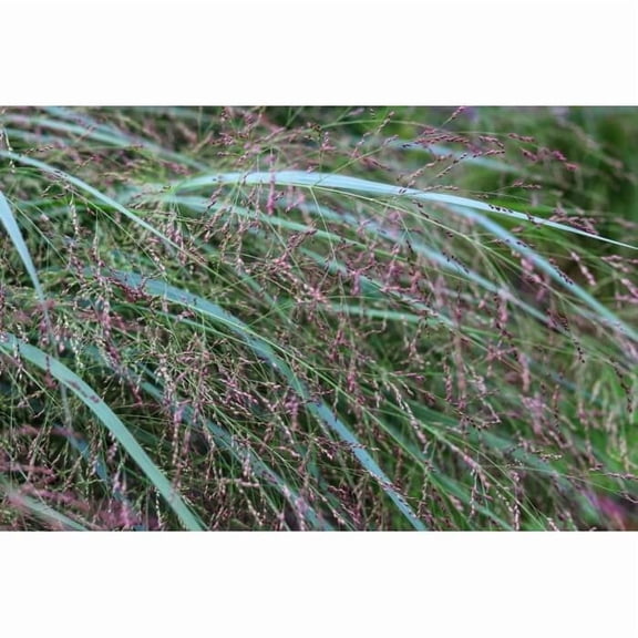 Switchgrass (Panicum Virgatum) Seed - 5 lb - Covers 20,000 Sq Ft