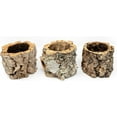 thumbnail image 5 of Air plant shop Natural Cork Bark Planters- Wholesale and Bulk - Succulents - Live Tillandsia - Easy Care Indoor and Outdoor House Plants (Pack of 3), 5 of 12