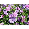 thumbnail image 6 of 50 Mixed Colors ROSE Of SHARON HIBISCUS Syriacus Flower Tree Bush Seeds Mix, 6 of 11