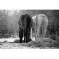 thumbnail image 2 of The Yellowstone Collection 18x13 White Modern Wood Framed Museum Art Print Titled - Winter Feed, 2 of 4