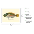 thumbnail image 2 of Ohua (Stethojulis Albovittata) - Blue-Lined Wrasse Fish - from Fishes of Hawaii - Vintage Hawaiian Color Postcard c.1905 - Fine Art Matte Paper Print (Unframed) 11x14in, 2 of 4