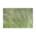 thumbnail image 2 of Gango Home Decor Contemporary Velvet Grass II by Kathy Mahan (Printed on Paper); One 36x24in Fine Art Paper Giclee Print, 2 of 4