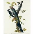 thumbnail image 2 of Audubon, John James 20x24 White Modern Wood Framed Museum Art Print Titled - Three-toed Woodpecker, 2 of 4