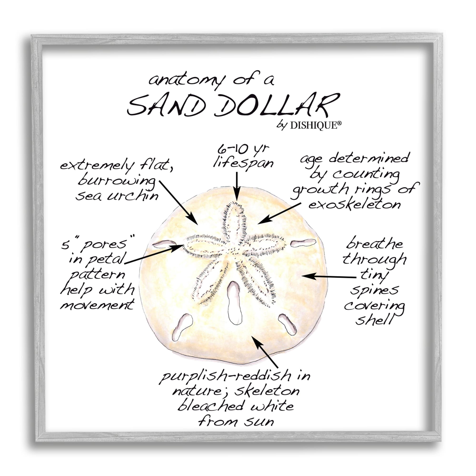 Stupell Industries Informative Sand Dollar Learning Chart Nautical Education Graphic Art Gray Framed Art Print Wall Art, Design by Dishique