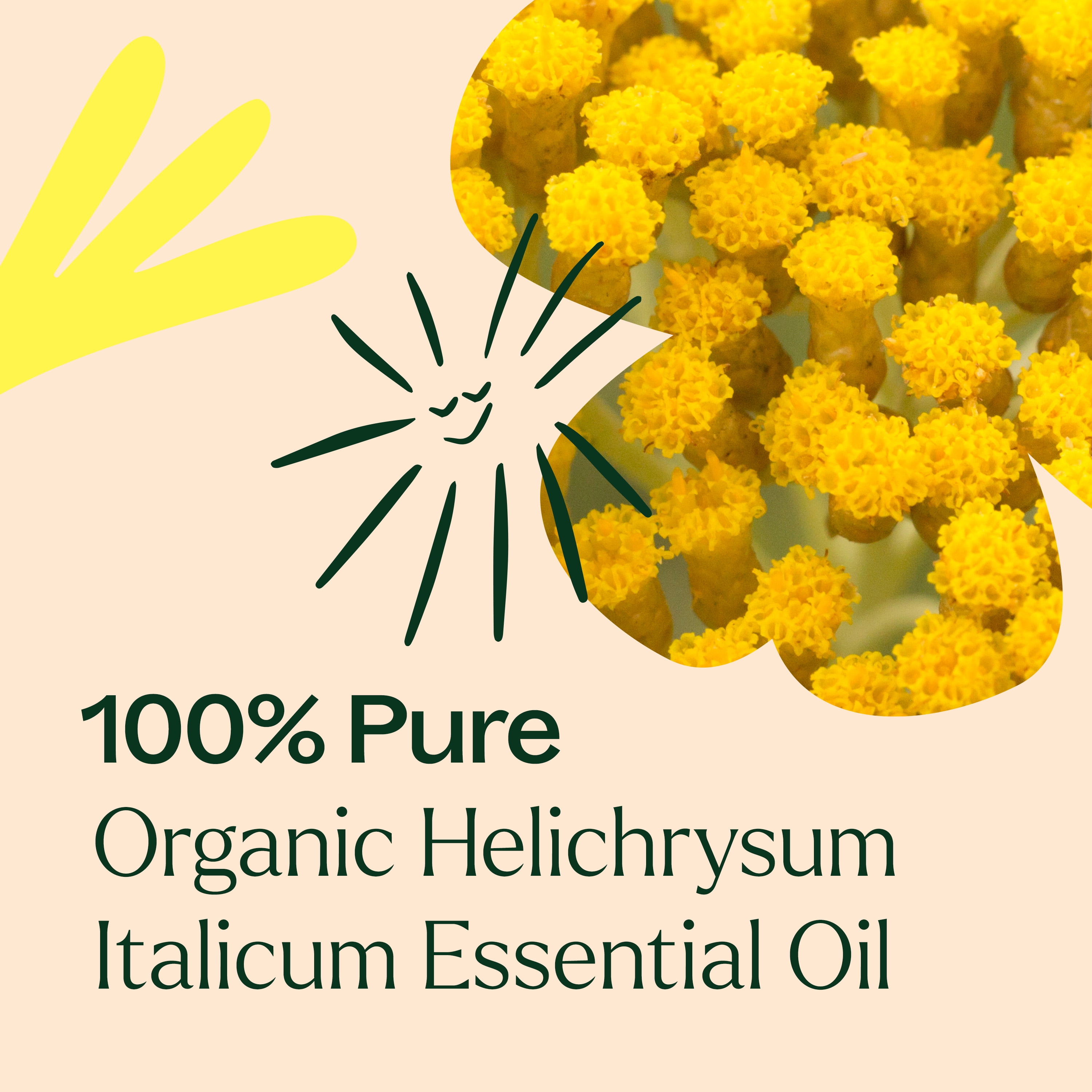 Plant Therapy Organic Helichrysum Italicum Essential Oil, 100% Pure, USDA Certified Organic, Undiluted, 2.5 mL (1/12 oz)