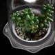 thumbnail image 2 of Macetas para suculentas con luz LED de cultivo, temporizador, ventilador y temporizador, 2 of 8