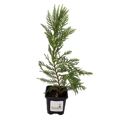 Sandys Nursery Online Cypress Leyland 3 Inch Pot, Lot of 30