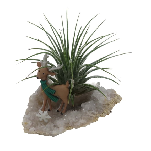 Reindeer Christmas Geode with Live Air Plant - Tillandsia