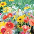 thumbnail image 2 of Jiffy & Ferry Morse Seed WFPOL18 7 oz Pollinator Wild Flower Mix, 2 of 3