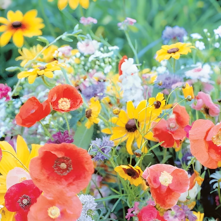 Easy Grow Garden: 7oz Ferry Morse Pollinator Wild Flower Mix Seed