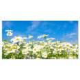 thumbnail image 2 of Marguerites Blanches sous un Ciel Bleu Vif - Impression d'Art Floral sur Toile, 2 of 3