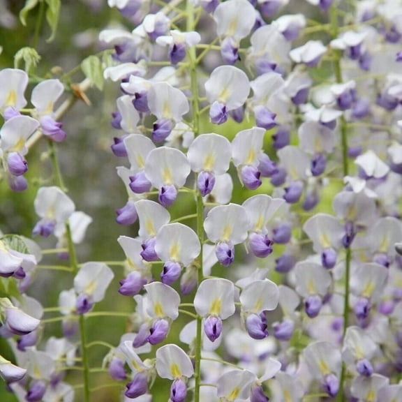 5 Japanese Wisteria Seeds Vine Climbing Flower Perennial Seed 991 USA SELLER