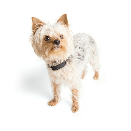 PetSafe Pawz Away Extra Receiver Collar for Cats and Dogs over 5 lb., Add Additional Pets