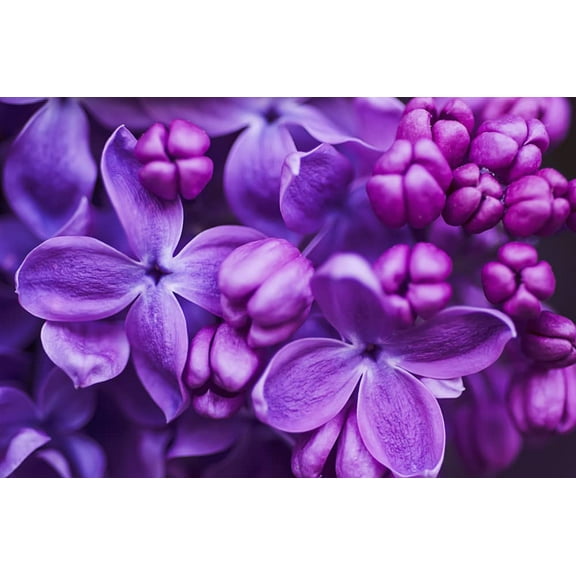 Purple Lilac Seeds for Planting - 100 Seeds - Stunning Purple Flowers, Great for Landscaping or Bonsai Specimen