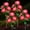 Red, variant on 4 Pack Solar Rose Flower Lights, Outdoor Solar Garden Lights, LED Waterproof Solar Lights for Pathway Patio Yard Decor, Yellow