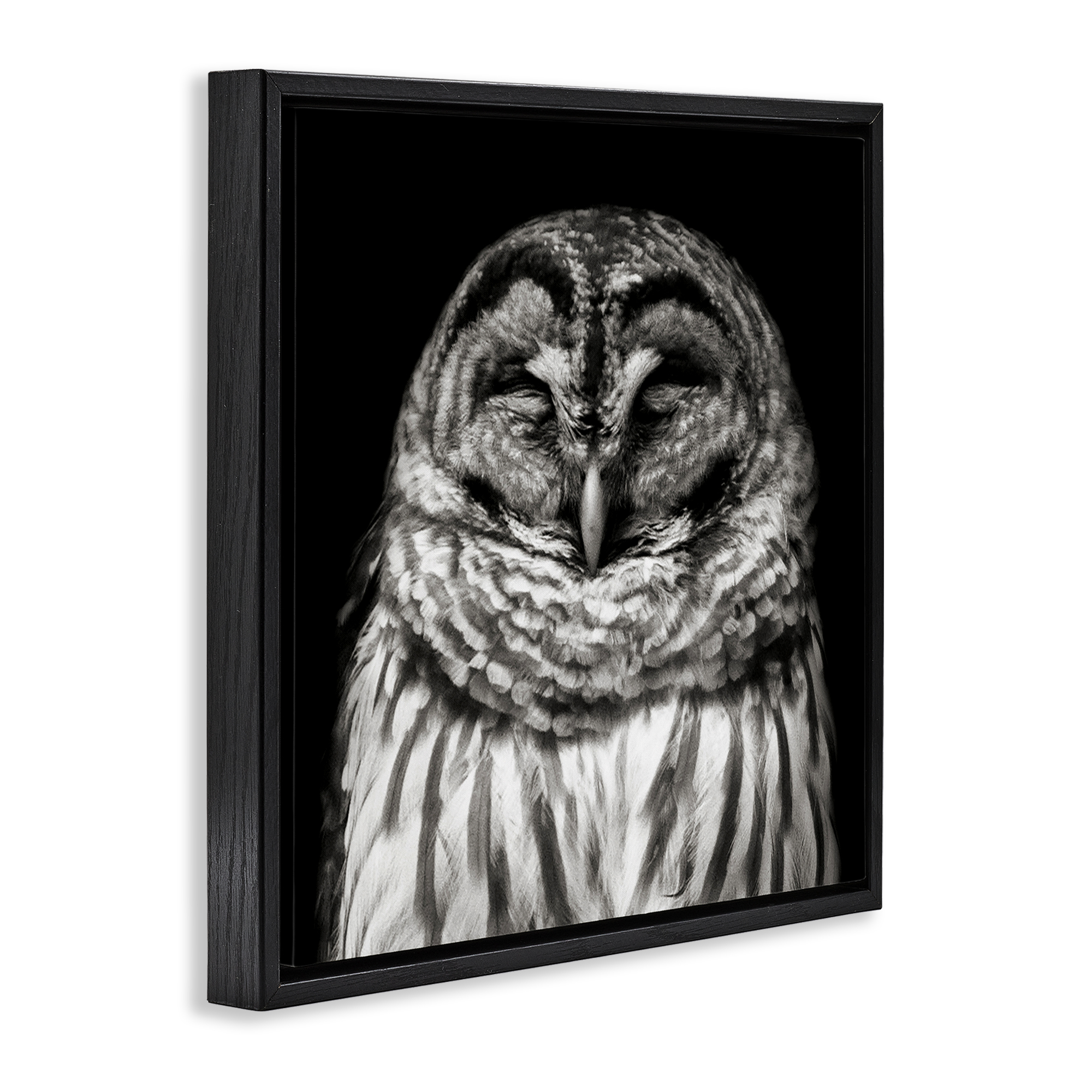 Stupell Industries Sleeping Owl Portrait Animals & Insects Photography Black Floater Framed Canvas Art Print Wall Art, 18 x 18