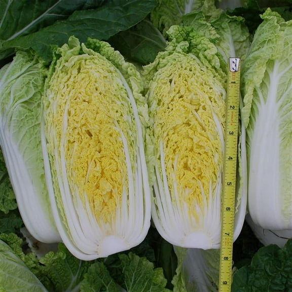 Mini Napa #2 Chinese Cabbage Seeds 1 Gram ~303 - Hybrid, Compact 3–4 lb Heads, 60–70 Days to Maturity, Slow Bolting, Crisp & Mild Flavor, Treated, Easy to Grow, Brassica rapa Pekinensis