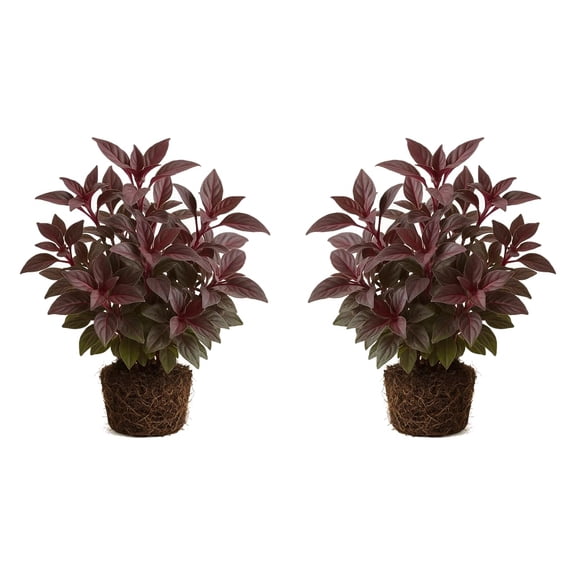 Little Ruby Alternanthera Live Plants - 2 Starter Plants, Full Sun, USDA Zones 10-11, Ships Bare Root