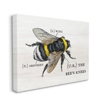 Stupell Industries Anatomy of Honey Bee Pun Charming Bee's Knees Design by Daphne Polselli, 36" x 48"