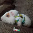 thumbnail image 3 of Ropa Batman Para Cuyo Conejo Huron Hamster Cobaya Y Correa, 3 of 5