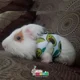 thumbnail image 3 of Ropa Batman Para Cuyo Conejo Huron Hamster Cobaya Y Correa, 3 of 5