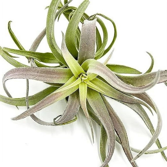 ragnaroc 6-9" Tillandsia Cacticola Air Plants, House Plants for Home Decor & Gift