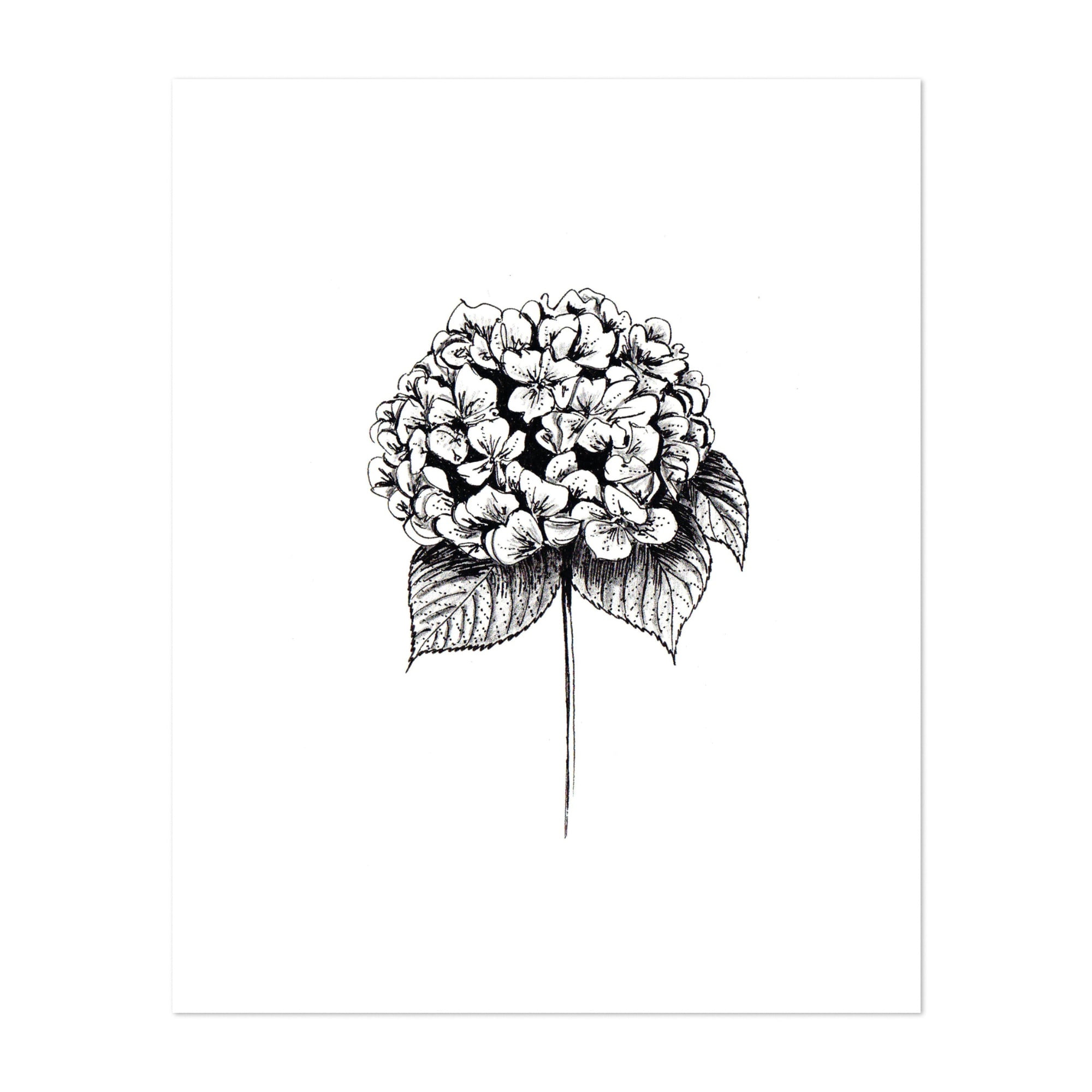 Flower Garden Art Fine Art Print 8x10 Hydrangea and Roses No.1 Hydrangea Art Print 11x14 Floral Wall Decor