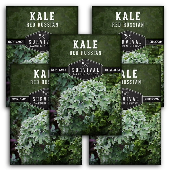 Red Russian Kale Seeds - 5 Pack Ornamental & Edible - Non-GMO Heirloom Full Sun Biennial Vegetable