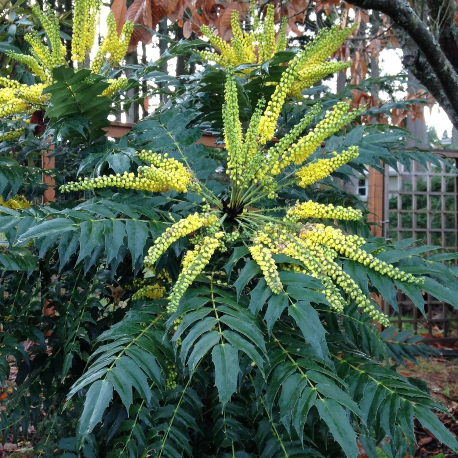 Expert Gardener 1-2' Mahonia Charity Live Tree in 1 gal. Grower Pot