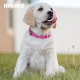thumbnail image 2 of Basic Classic Luxury Padded Leather Dog Collar - Rust Proof Brass Lock for Large Medium Pets, 2 of 6