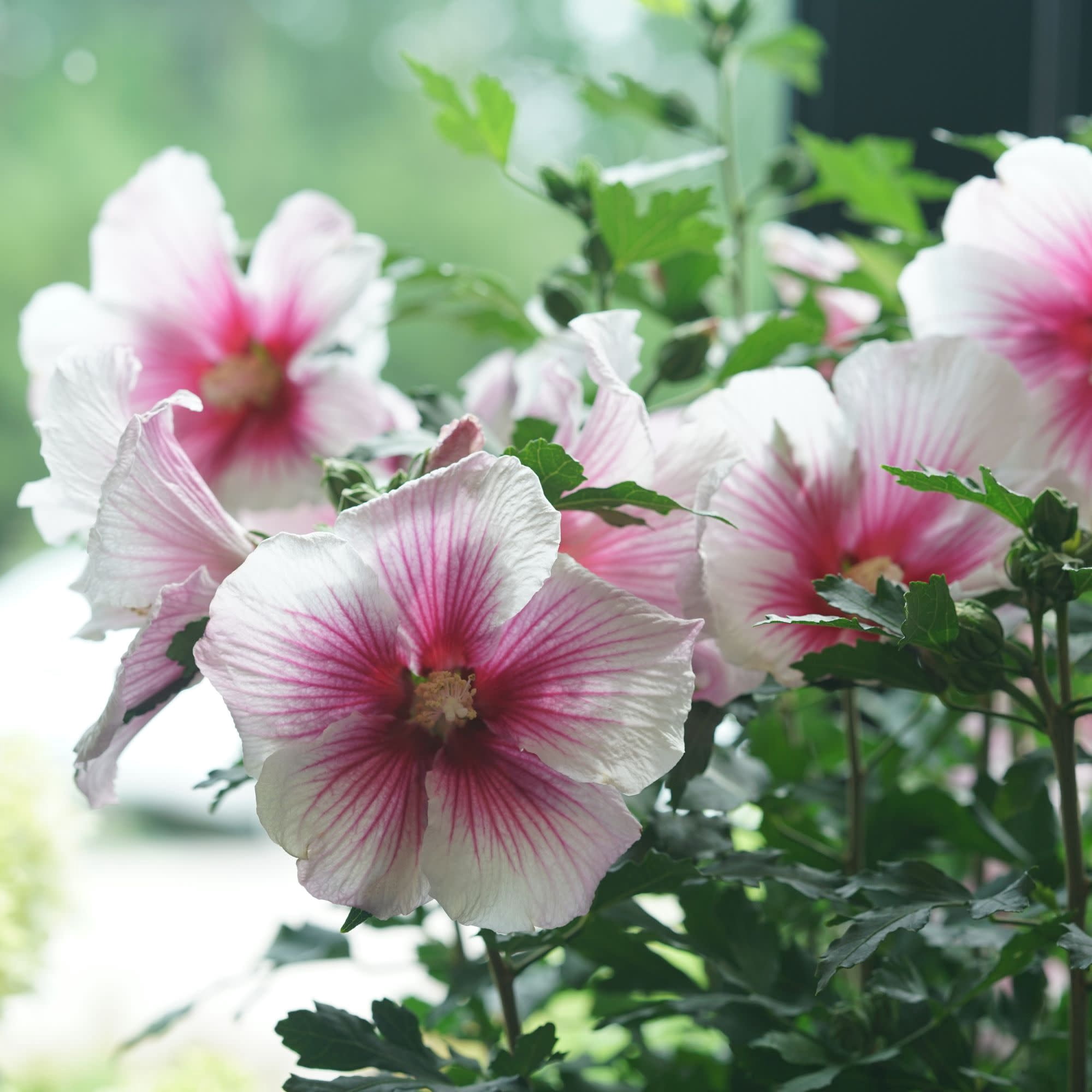 Proven Winners ColorChoice 5" White Paraplu Pink Ink Rose of Sharon Live Plant in 4.5" Pot (4 Count)