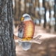 thumbnail image 5 of Pájaro búho de pie en una rama con animal, estacas, árbol para césped al aire libre, de jardín, decoración Baoblaze esculturas al aire libre, 5 of 7