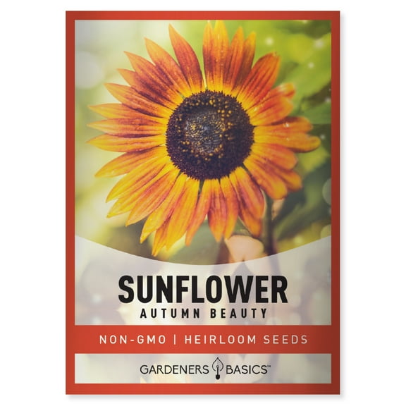 Autumn Beauty Sunflower Seeds