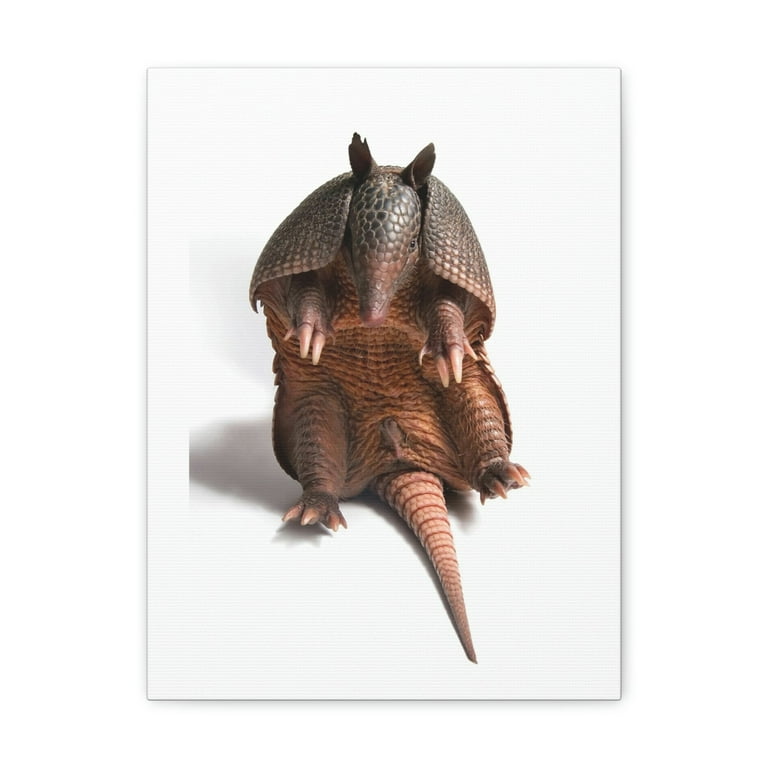 Funny Armadillo Silly Armadillo Inside Wall Art Ready to Hang