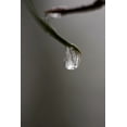 thumbnail image 2 of Murdock, Ramona 13x18 Black Ornate Wood Framed with Double Matting Museum Art Print Titled - Frozen Dew Drop, 2 of 4