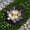 Purple769, variant on Tuvgenk Color Changing Landscape & Walkway Lights Solar Adjustable Head Lamp Dusk Till Dawn Iron Flower for Bathroom, Pool