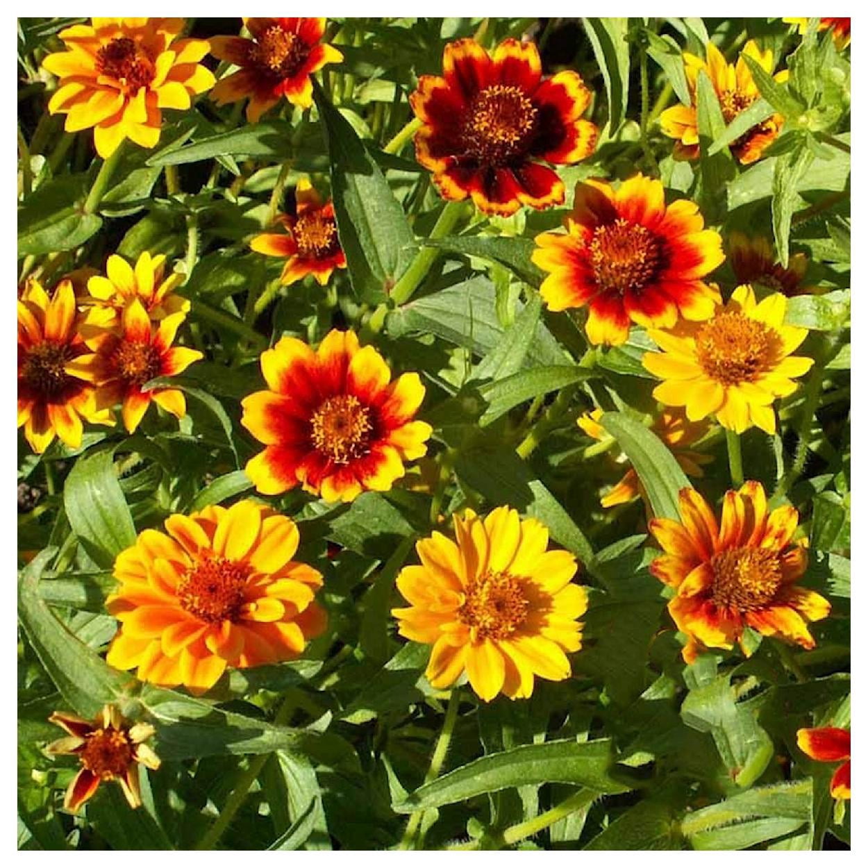 Everwilde Farms - 1 lb Persian Carpet Zinnia Garden Flower Seeds - Gold Vault Bulk Seed Packet