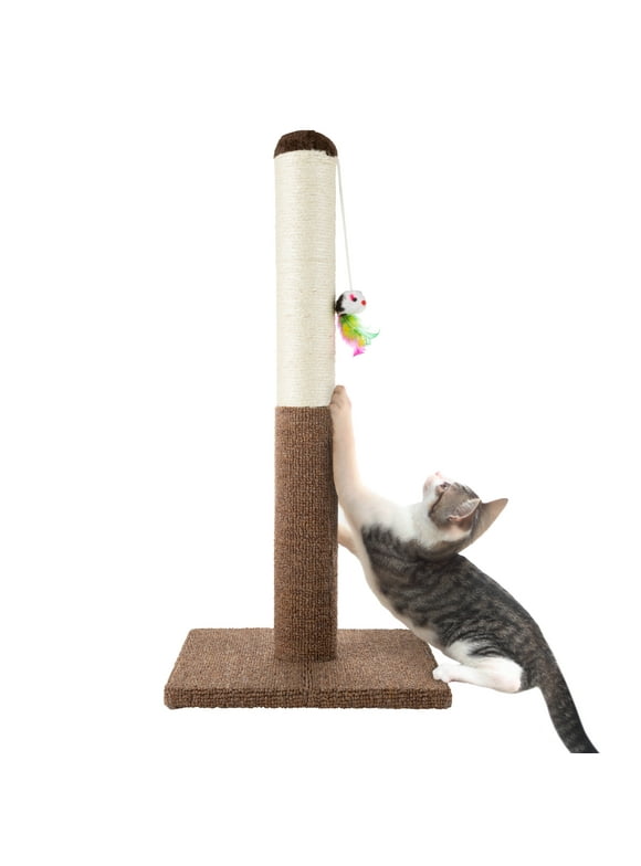 Cat Scratchers in Cats