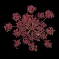 thumbnail image 3 of KLKCMS Fleurs Séchées Naturelles Rose, 3 of 9