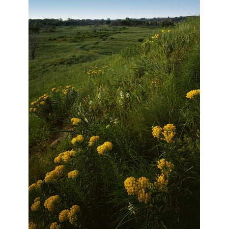 Butterfly Weed, Sand Hills State Park, Kansas, USA Print Wall Art By Charles