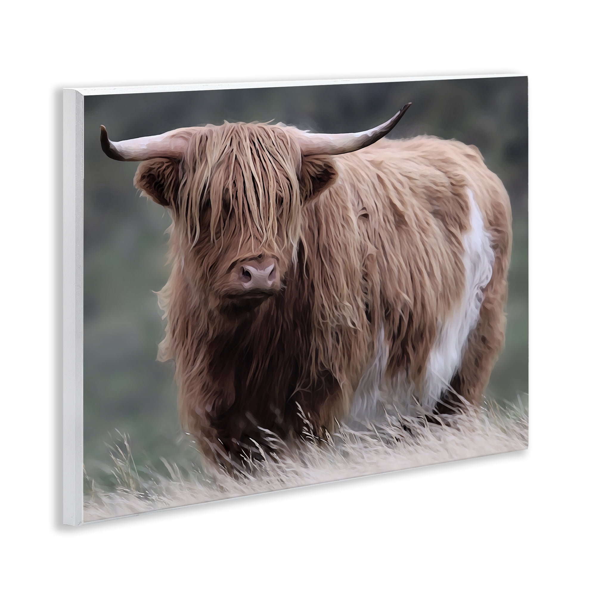 Stupell Industries Wandering Harry Highland Cattle Wall Plaque Art, design by Marcus Prime