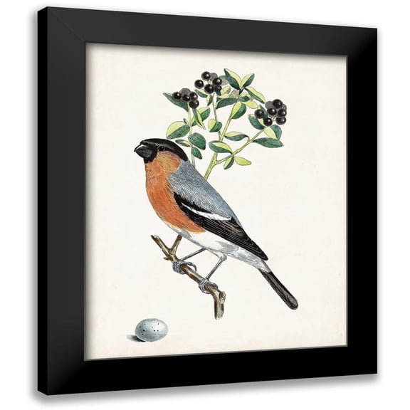 Unknown 12x14 Black Modern Framed Museum Art Print Titled - Antique Bird-Botanical and Egg IV