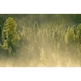 thumbnail image 2 of Grandmaison, Mike 32x23 White Modern Wood Framed Museum Art Print Titled - Canada, Worthington Conifers in morning fog, 2 of 4