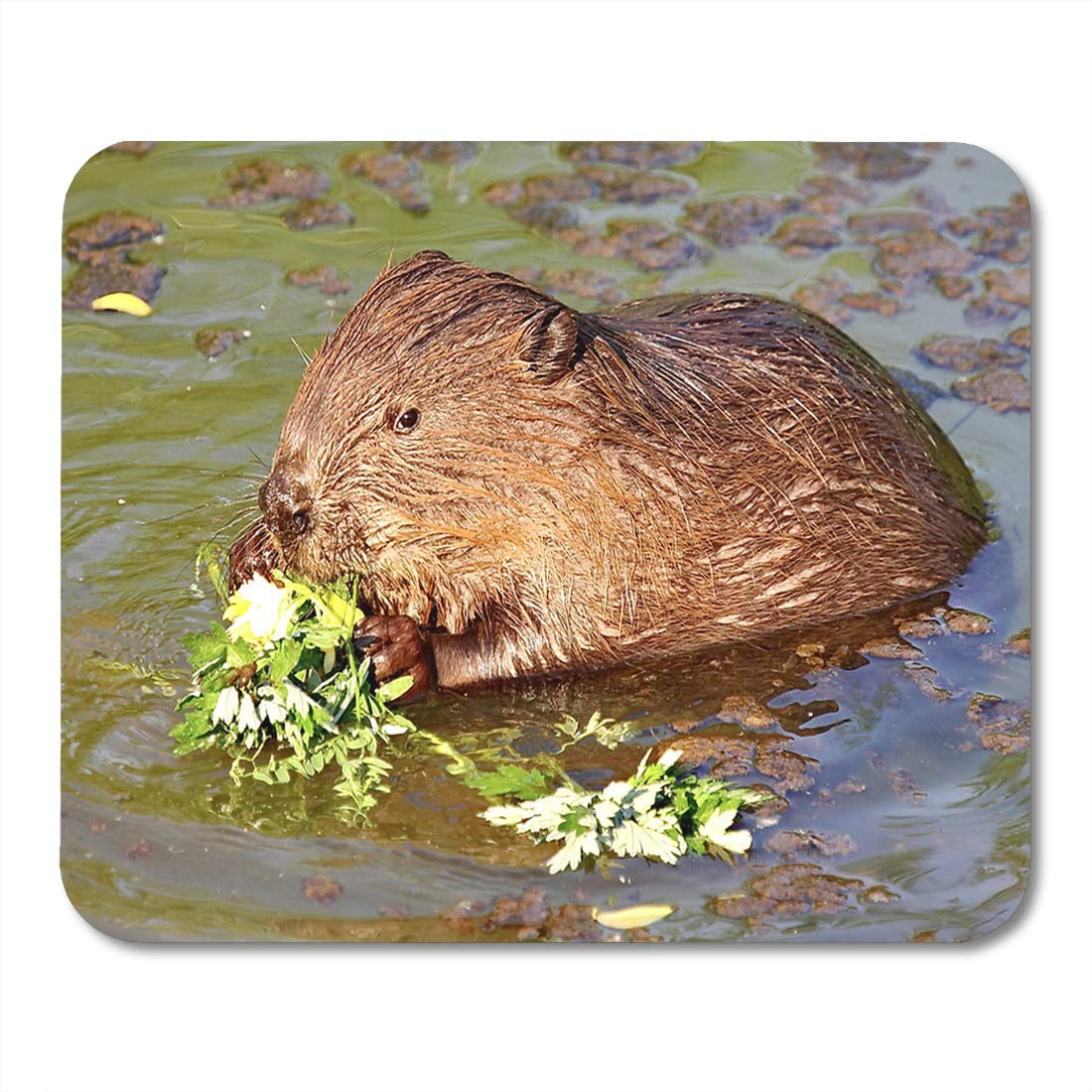 mouse in latin